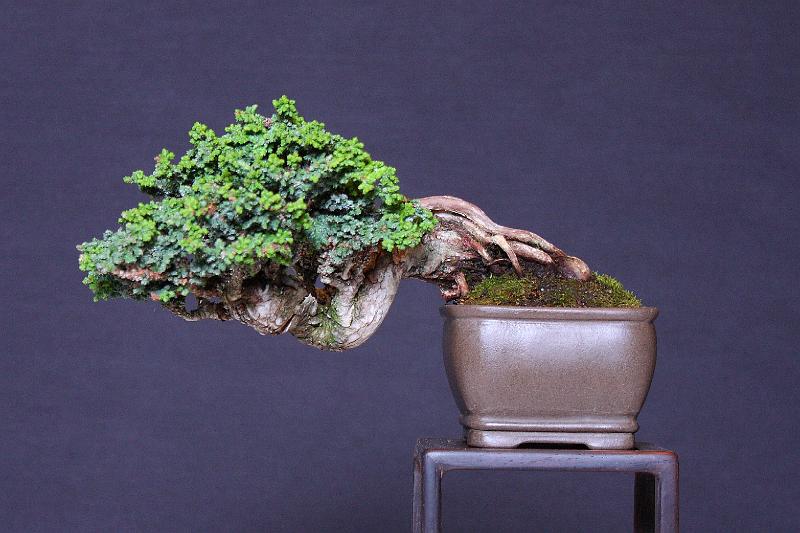 Bonsai, cay the, cay canh nghe thuat, cây cảnh nghệ thuật